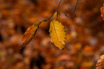 Beautiful autumn landscape. Colorful leaves on the trees in autumn.