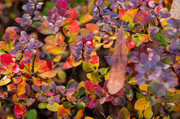 Beautiful autumn landscape. Colorful leaves on the trees in autumn.