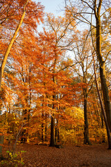 Beautiful autumn landscape. Colorful leaves on the trees in autumn.
