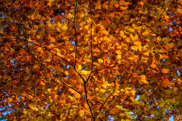 Beautiful autumn landscape. Colorful leaves on the trees in autumn.