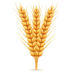 A simple EPS format illustration, vector, simple flat 2D icon, minimalist design, icon set, A Simple 2D ears of wheat illustration isolated on a white background