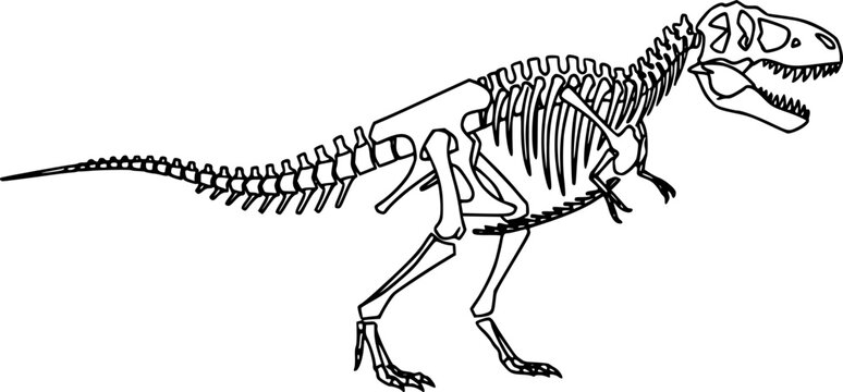 tyrannosaurus rex skeleton silhouette line art vector illustration with a white background
