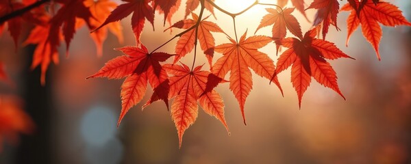 Red maple leaves on branches with vibrant orange, yellow hues. Autumn foliage with blurred background, sunlight shining through. Closeup of tree branch with red leaves. Fall season colors. Natural