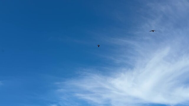 Swallows birds flying in the blue sky.