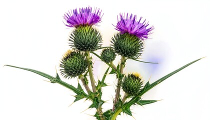Scottish thistle with purple blossoms and green bracts, sharp spines, against a bright white background