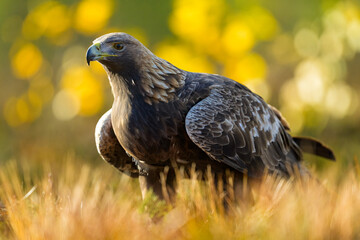 Golden eagle with autumn background