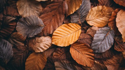 Various autumn leaves in shades of brown, orange, and yellow blanket the forest floor. The scene captures the beauty of nature during the early evening, creating a peaceful atmosphere.