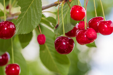 Red and sweet cherry berries
