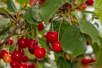 Red and sweet cherry berries