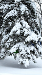 Snow-Laden Evergreen in Winter Calm