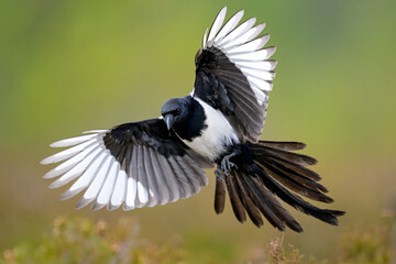 Eurasian magpie in flight at autumn