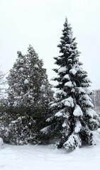 Snow-Covered Trees in Peaceful Winter Landscape