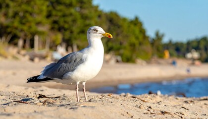Seagull stands on a sandy beach near gentle waves, with trees in the sunny background