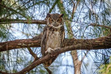 Great-horned Owl