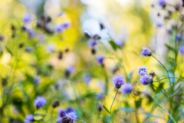 A field of purple flowers with a bright yellow background