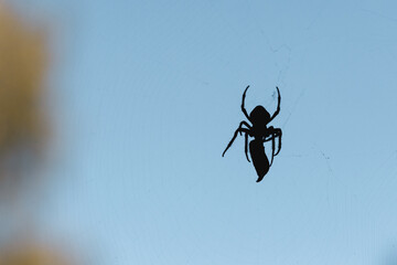silhouette of a spider on a web, background blue sky