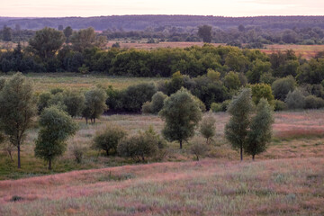 A field of trees with a purple sky in the background