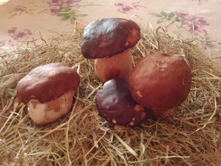 mushrooms