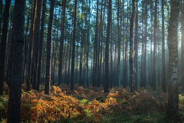 Obraz premium The first rays of light in the autumn forest