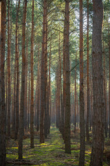 Tree trunks in a mysterious forest