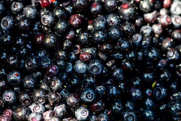 Wild blueberry. Freshly picked organic blueberries