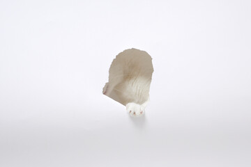 White cat paw peeking through torn paper hole