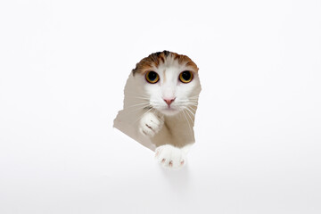 Cat peeking through torn paper with curious expression