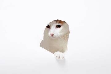 Curious cat peeking through torn white paper hole