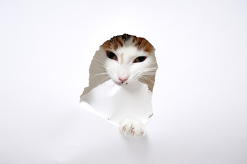 Cat peeking through torn paper hole with paw