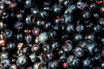 Wild blueberry. Freshly picked organic blueberries