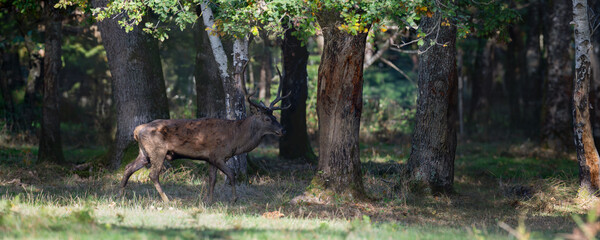 Red deer stag walking in a clearing at the edge of a forest during the rut. Cervus elaphus, Réserve zoologique de la Haute-Touche, Azay le Ferron, Indre 36, région Centre Val de Loire, France, Europe
