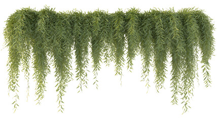 Lush green hanging vines cascade against a dark background