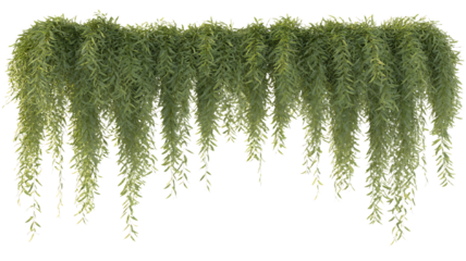 Lush green hanging vines cascade against a dark background