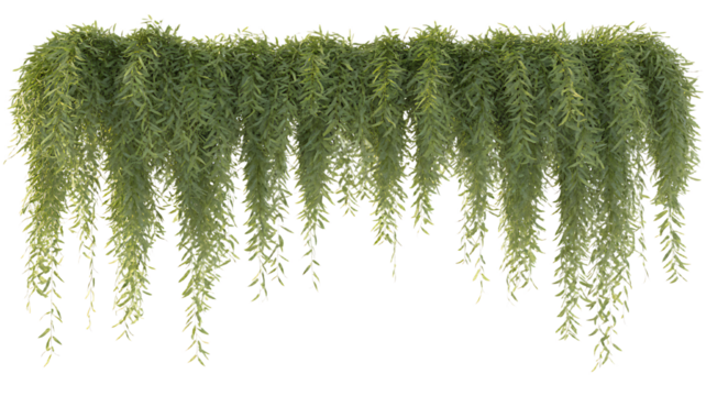 Lush green hanging vines cascade against a dark background