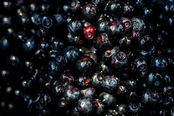Wild blueberry. Freshly picked organic blueberries