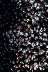 Wild blueberry. Freshly picked organic blueberries