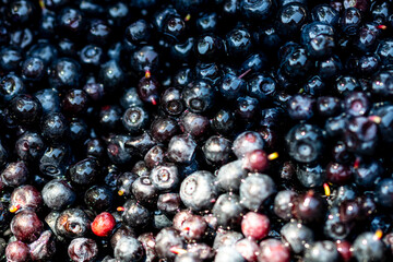 Wild blueberry. Freshly picked organic blueberries