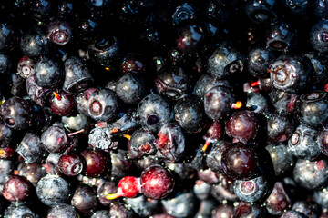 Wild blueberry. Freshly picked organic blueberries