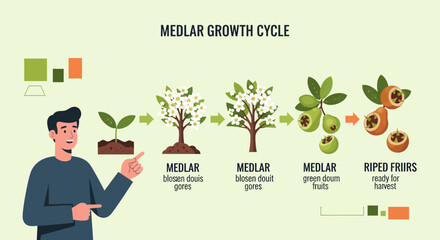 Medlar Fruit Growth Cycle Displayed With Informative Graphics And A Helpful Presenter