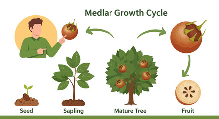 Medlar Fruit Growth Diagram Illustrating Stages of Life in Detailed Illustrated Form