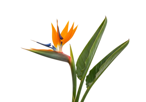 Bird of paradise flower isolated on transparent background