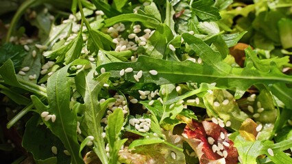 Food background. Sesame seeds on fresh lettuce leaves in the suns rays, sparkling with reflections. Macro photography of healthy vegan cooking and organic cooking concepts