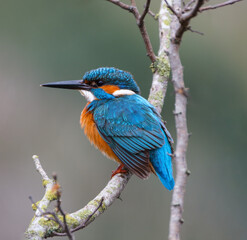 martin pescatore, Alcedo atthis