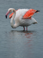 Pink flamingo of the circeo national park	
