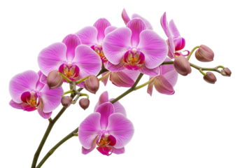 Beautiful pink orchid flowers isolated on transparent background