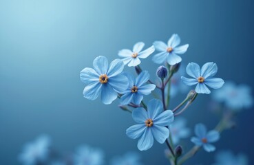 Obraz premium Small light blue flowers with yellow centers grow on thin stems against a soft blue gradient background. A few buds are visible. The delicate petals suggest spring or summer.