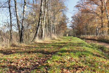 Brzozowa aleja nad kanałem