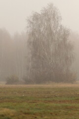 Poranna mgła nad łąką 