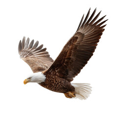 Obraz premium Png of a bald eagle in flight isolated on transparent background, its wings are spread wide, and its feathers are brown and white