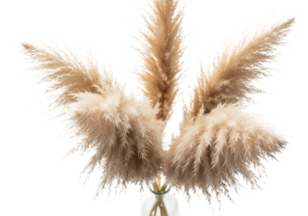 Fluffy pampas grass stems isolated on transparent background